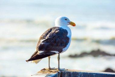 Deniz martıları deniz kıyısında beslenir. Atlantik. Afrika. Namibya. Cape Cross, Güney Afrika 'nın en büyük kürk fok yuvası. Namibya Doğa Koruma Alanı. Zoolojik turizm konsepti