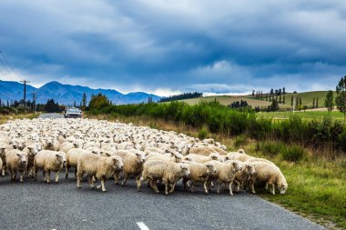  Yeni Zelanda 'nın Güney Adası. Koca bir koyun sürüsü karşıdan karşıya geçiyor. Yeni Zelanda 'dan gelen beyaz tüyler dünya pazarında çok sevilir. Aktif, çevresel ve fotoğraf turizmi kavramı