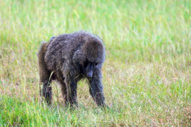Afrika savanasına gezi. Kenya 'daki Masai Mara Ulusal Parkı' nda Safari. Muhteşem babun. Ekolojik, aktif ve fototürizm kavramı