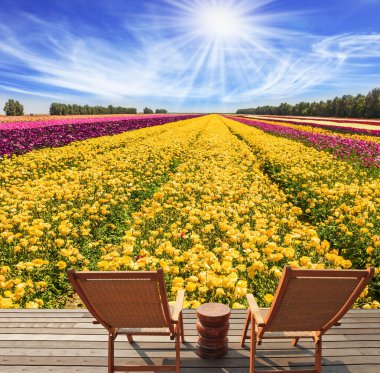 Rahat ahşap sandalyeler - dinlenmek için şezlonglar çiçek tarlasının yanında duruyor. Çok renkli bahçe çiçekleri yetiştirmek için tarla. Botanik ve fotoğraf turizmi kavramı