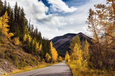Miette Kaplıcaları 'na giden yol. Rockies' in en sıcak pınarı. Turuncu, sarı ve kırmızı dallı yapraklar. Peri masalı Kanada. Etkin, otomobil, eko ve fotoğraf turizmi kavramı