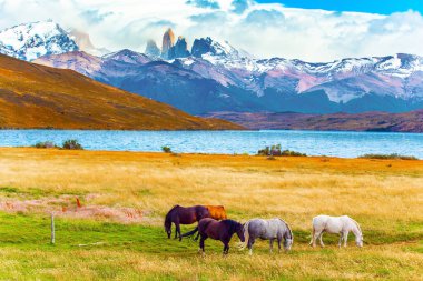 Güney Şili 'deki ünlü Torres del Paine parkı. Azul Gölü, üç kayanın dibindeki inanılmaz bir dağ gölüdür. Torres. Güney Amerika vahşi atları sürüsü - yabani atlar çimlerde otlar..