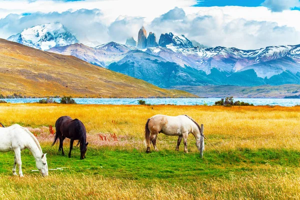 ラグーンアズールは3つの岩のふもとにある素晴らしい山の湖です 南アメリカの野生の馬 草の上に草を放牧する必要があります チリ南部の有名なトーレス ペイン公園 — ストック写真