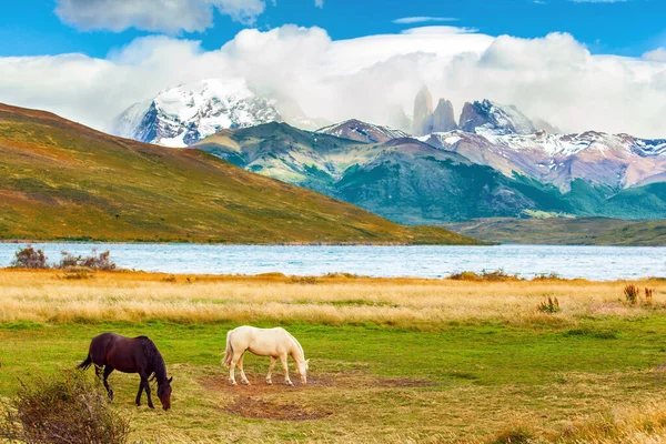 智利南部著名的Torres Del Paine公园华丽的海湾和白色的野马在茂密的草地上吃草 阿苏尔湖是一个神奇的山湖 靠近三块岩石 — 图库照片