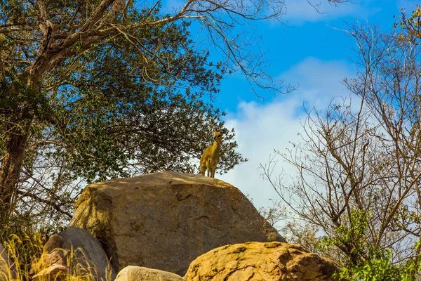 Steenbock Antílope Africano Pastando Los Arbustos Verdes Amarillos Parque Kruger — Foto de Stock