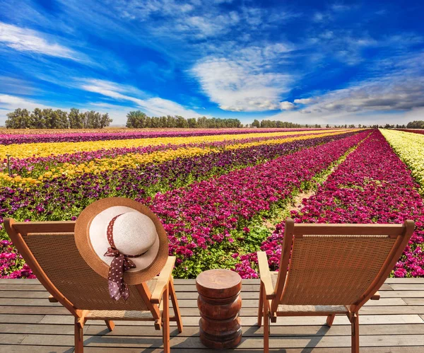 Magnificent Flower Carpet Multicolor Garden Buttercups Ranunculus Israel Concept Botanical — Stock Photo, Image