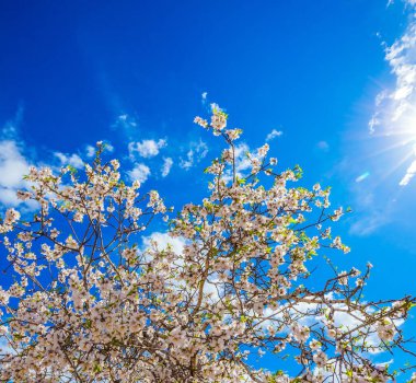 Tepelerde beyaz-pembe zeytin ağacı çiçekleri. Çiçekli, zarif zeytin ağacı. İsrail 'de bahar. Muhteşem güneşli ve rüzgarlı bir gün. Ekolojik ve fotoğraf turizmi kavramı