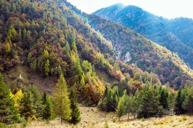 Slovenya 'ya git. Dağ yamacındaki bir ortaçağ şatosunun kalıntıları. Dağ yolu sarı, portakal ağaçları ve otların arasından geçer. Julian Alpleri. 