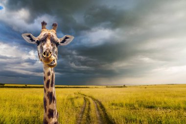 Neşeli zürafa. Afrika ovalarında benekli derisi ve boynuzları olan uzun boyunlu zürafa. Cip Safari Masai Mara, Kenya. Aktif ve fotoğraf turizmi kavramı