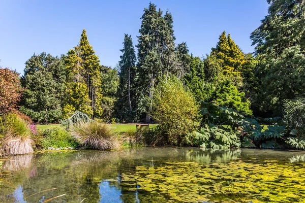 Lago Pitoresco Com Água Estagnada Coberto Lírios Folhagem Christchurch Jardim — Fotografia de Stock