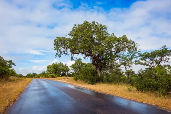 Turistler Gezginler Için Asfalt Yol Afrika Nın Güneyine Egzotik Bir — Stok fotoğraf