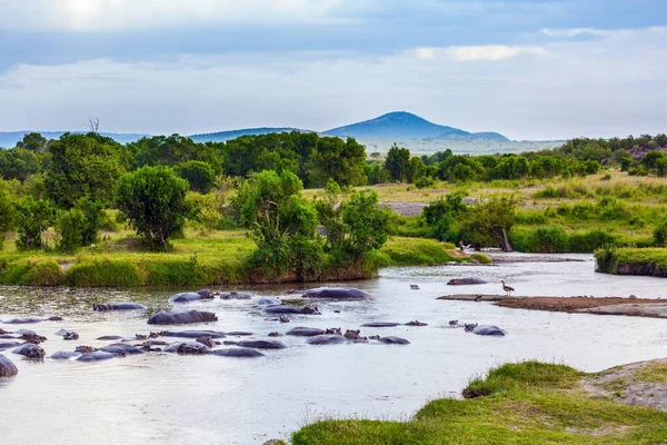 Hipopótamo Besta Mais Perigosa África Para Humanos Bando Hipopótamos Lago — Fotografia de Stock