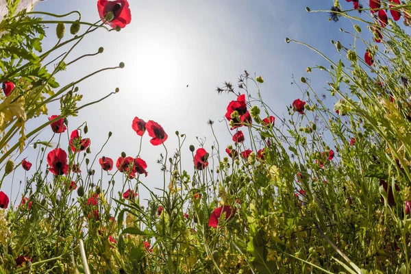 Prächtige Wildblumen Rote Anemonen Vorfrühling Israel Leichte Wolken Und Warme — Stockfoto