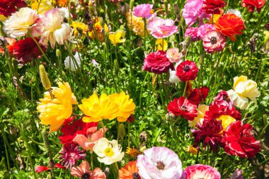 Lüks, büyük bahar çiçekleri tarlası. İsrail. Güneşli bir bahar günü. İsrail 'in güney sınırı, bir kibbutz tarlası. Çok renkli muhteşem bir çiçek halısı. Botanik, çevre ve fotoğraf turizmi kavramı