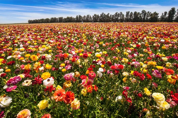 Frontière Sud Israël Domaine Des Grands Renoncules Printemps Luxueux Tapis — Photo