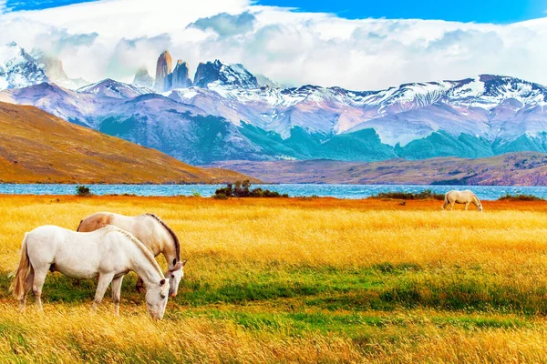 智利南部著名的Torres Del Paine公园华丽的白色野马在茂密的草地上吃草 阿苏尔湖是一个神奇的山湖 靠近三块岩石 — 图库照片