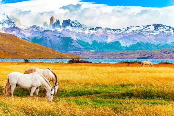 Célèbre Parc Torres Del Paine Dans Sud Chili Magnifiques Mustangs — Photo