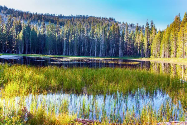 Amanecer Majestuoso Bosque Coníferas Reflejan Agua Suave Tranquilo Lago Hierba —  Fotos de Stock