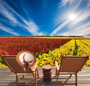 İsrail. Çiçek desenli muhteşem halı rengarenk düğün çiçekleri - ranunculus. Botanik ve fotoğraf turizmi kavramı. Katlanan ahşap sandalyeler - güverte sandalyeleri ve dinlenmek için küçük bir masa. 