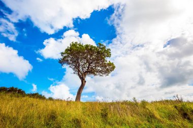 Tepelerde sarı çimenler ve tepesinde yalnız bir ağaç var. Akşamki gelgitte inanılmaz bulutlar. Pasifik Okyanusu, Yeni Zelanda, Kuzey Adası. Aktif, egzotik, ekolojik ve fotoğraf turizmi kavramı
