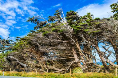 Fırtınanın altında büyüyen ağaçlar. Güney Adası, Yeni Zelanda. İnanılmaz bulutlu gün batımı. Güney Sahne Yolu. Aktif ve fotoğraf turizmi kavramı 