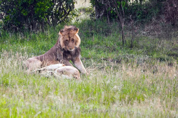 アフリカの若いライオンは狩りに成功した後日陰で休んでいます ケニア マサイ マラ公園 ジープ アフリカのサバンナのサファリ 捕食哺乳類 エキゾチックで極端な観光と写真観光の概念 — ストック写真