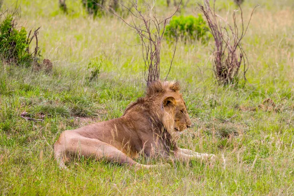 アフリカの小さな雄ライオンが日陰で休んでいます ケニア マサイ マラ公園 ジープ アフリカのサバンナで春のサファリ エキゾチックで極端な観光と写真観光の概念 — ストック写真