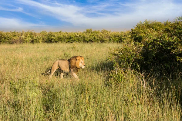 Big Lion Preparing Hunt Jeep Safari Spring Africa Kenya Masai — Stock Photo, Image