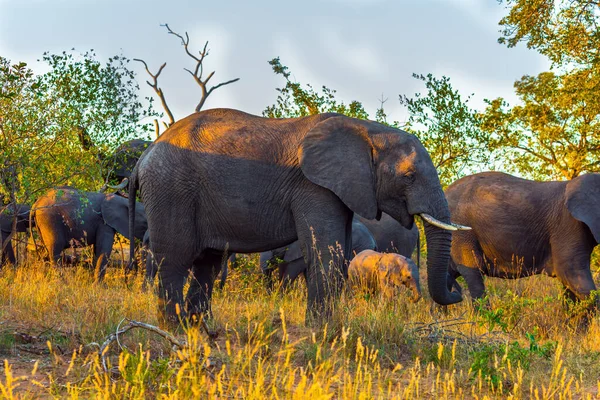 Parc Kruger Coucher Soleil Afrique Sud Troupeau Éléphants Savane Afrique — Photo