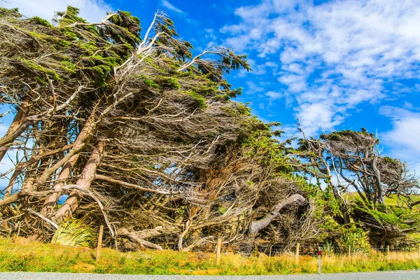 Südinsel Neuseeland Bäume Die Unter Einem Sturm Wachsen Bewölkter Sonnenuntergang — Stockfoto