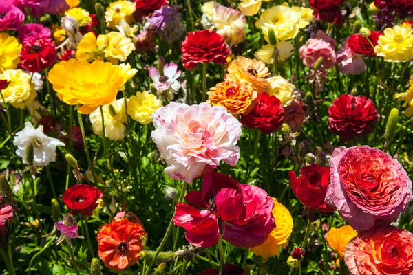 Belo Dia Primavera Fronteira Sul Israel Campo Luxuosas Grandes Taças — Fotografia de Stock