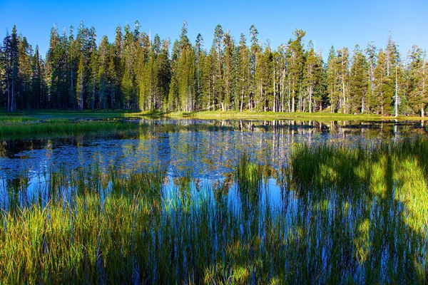 静かなラウンド草の湖 ヨセミテ公園のティオガ道路と峠 雄大な針葉樹林が湖の滑らかな水に反映されます アメリカだ — ストック写真