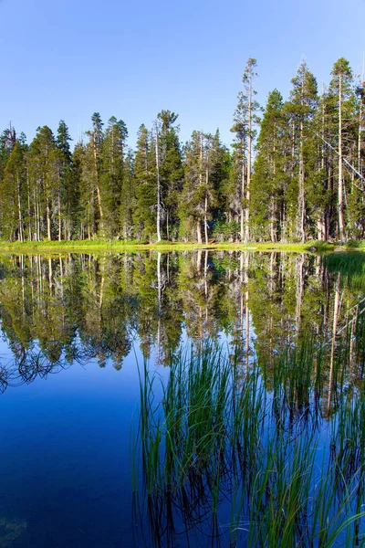 Lac Rond Calme Majestueuse Forêt Conifères Reflètent Dans Eau Douce — Photo