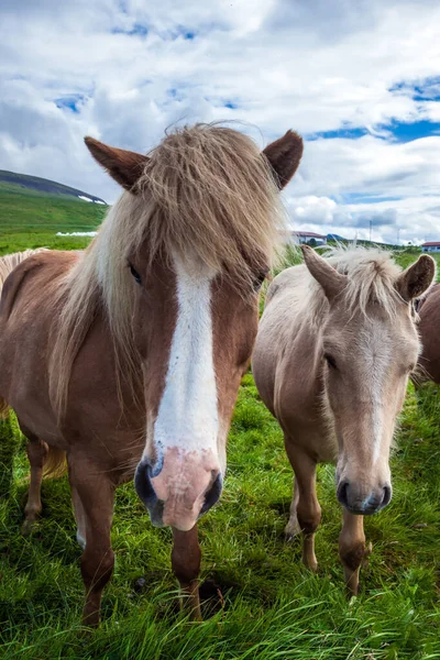 Drömresa Till Island Porträtt Två Hästar Vackra Och Vänliga Hästar — Stockfoto
