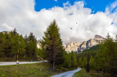 Güzel asfalt yol. Göçmen kuş sürüsü. Falzarego Geçidi Dolomitlerin içinde. Veneto bölgesinin kuzeyi, İtalya. Aktif, egzotik ve fotoğraf turizmi kavramı