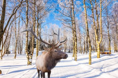 Noel Baba 'ya yolculuk. Kar kaplı aspen koruluğunda kayak yolunda boynuzları dallı muhteşem ren geyiği. Aktif ve ekolojik turizm kavramı