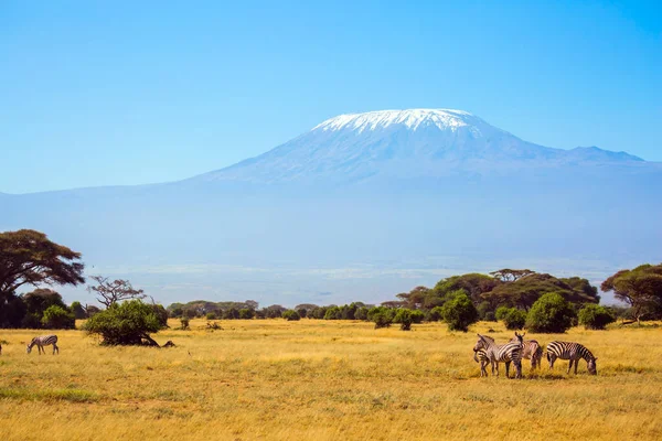 Hjord Bedårande Randiga Zebror Betar Savannen Toppen Kilimanjaro Med Snöhätta — Stockfoto