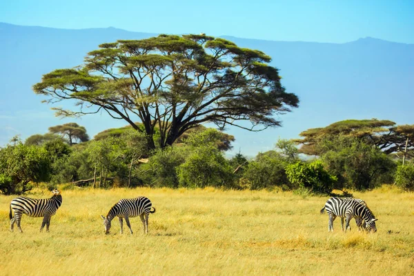 Une Famille Zèbres Rayés Paissent Dans Savane Sud Est Kenya — Photo