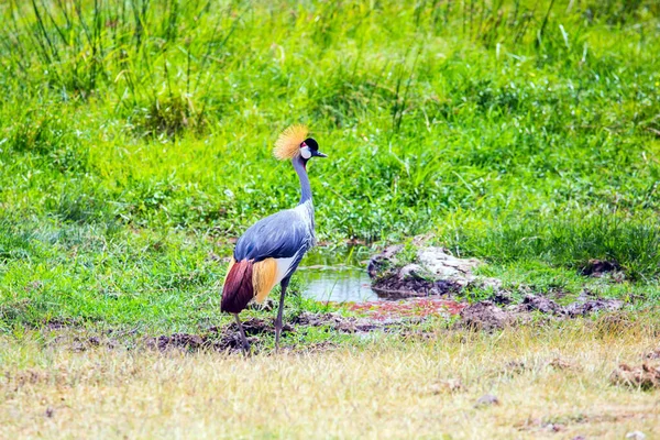 Koronowany Żuraw Szukający Jedzenia Południowo Wschodnia Kenia Unikalny Park Amboseli — Zdjęcie stockowe