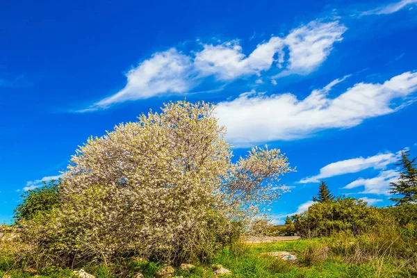 Vit Rosa Olivträd Blommor Och Färskt Grönt Gräs Bergen Ljus — Stockfoto