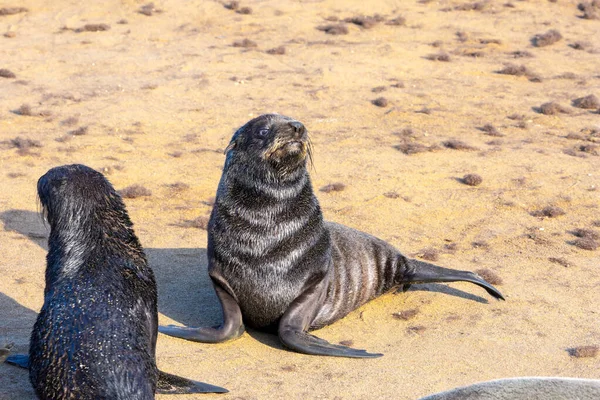 Des Mammifères Marins Charmants Grands Animaux Phoques Oreilles Prélassent Soleil — Photo