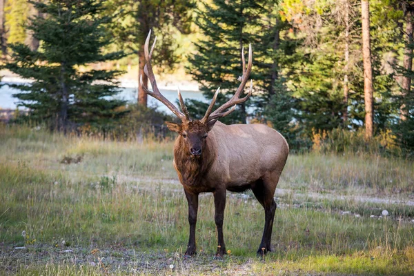 Renas Grandes Caribou Pastam Floresta Estrada Sujeira Verão Indiano Canadá — Fotografia de Stock