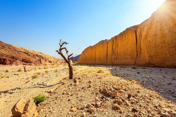 The beginning of the route. Entrance to the Black Canyon. Magnificent multi-colored rocks of the canyon. Eilat, Israel. Hot November day. Picturesque dry tree