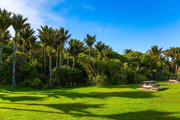 Zonnige Zomermiddag Schilderachtige Weide Een Palmbos South Island Nieuw Zeeland — Stockfoto