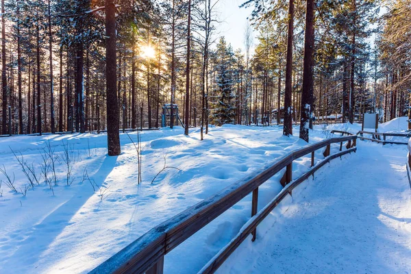 Ranua Zoo Lapland Animals Housed Natural Conditions Frosty Day Coniferous — Stock Photo, Image