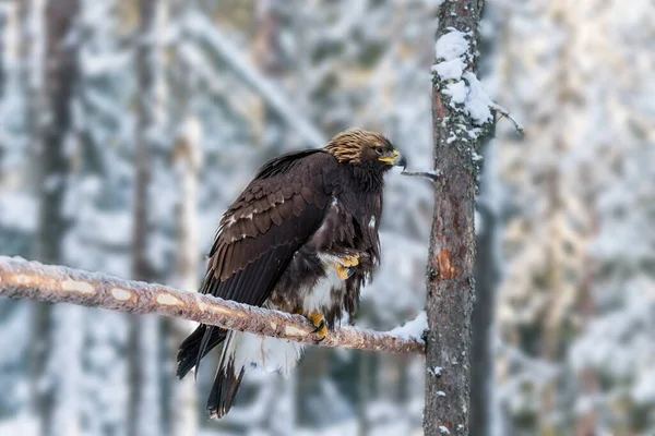 Águila Cola Blanca Día Invierno Soleado Bosque Coníferas Nevadas Laponia —  Fotos de Stock