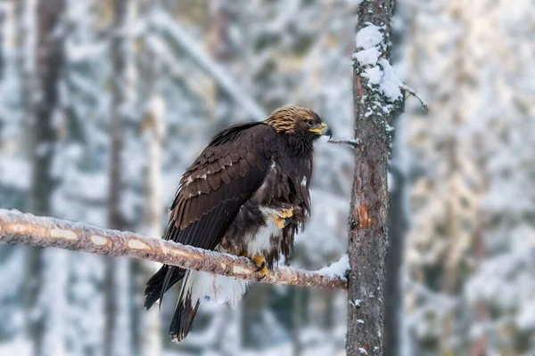 Vitstjärtad Örn Solig Vinterdag Snöig Barrskog Lappland Begreppet Aktiv Vinter — Stockfoto