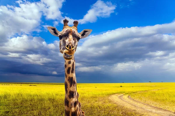 アフリカのサバンナで美しい斑点のある肌と小さな角を持つ長い首飾りキリン 陽気なキリン ジープサファリマサイマラ ケニア アクティブと写真観光の概念 — ストック写真