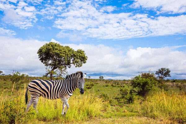 The famous Kruger Park. Burchella Zebra - flat zebra lives in southern Africa. The zebra graze in the green bushes. Exotic journey to the Africa. The concept of ecological and photo tourism