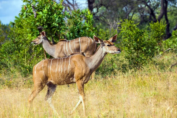 Sudáfrica Famoso Parque Kruger Dos Hembras Kudu Pastan Entre Sabana —  Fotos de Stock